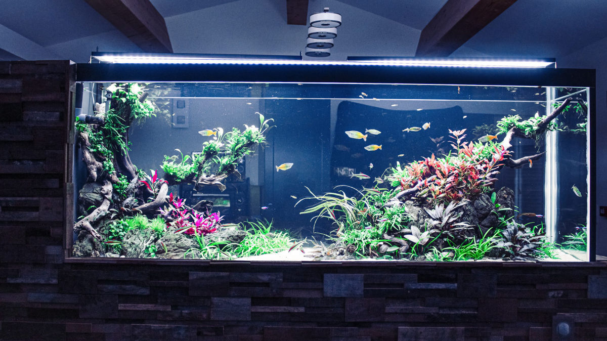 Réalisation de CREAQUARIUM SAS