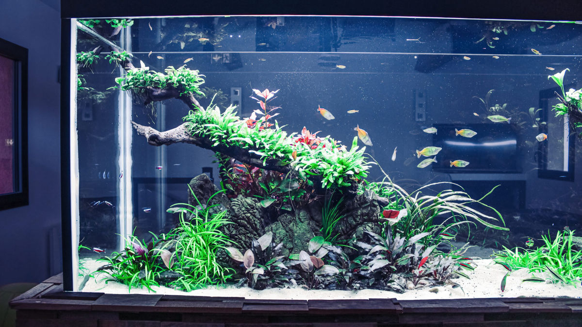 Réalisation de CREAQUARIUM SAS